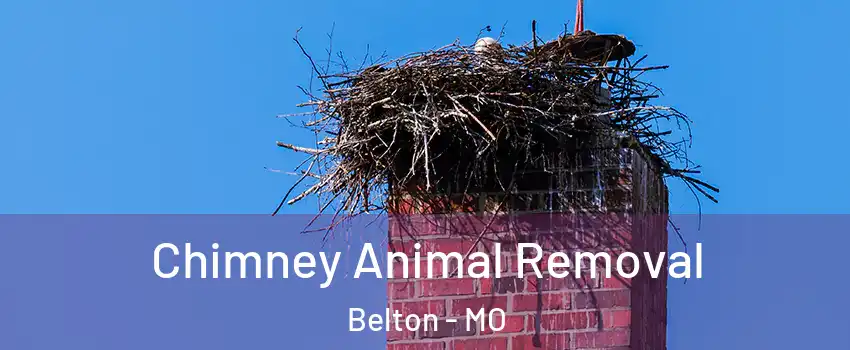  Chimney Animal Removal Belton - MO