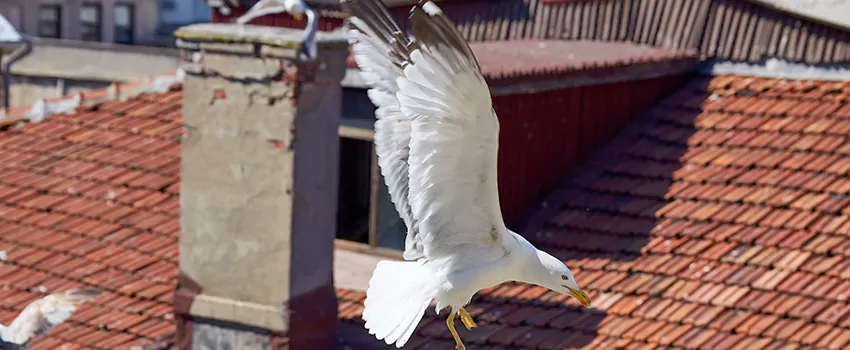 Residential Chimney Animal Removal Solution in Belton, MO