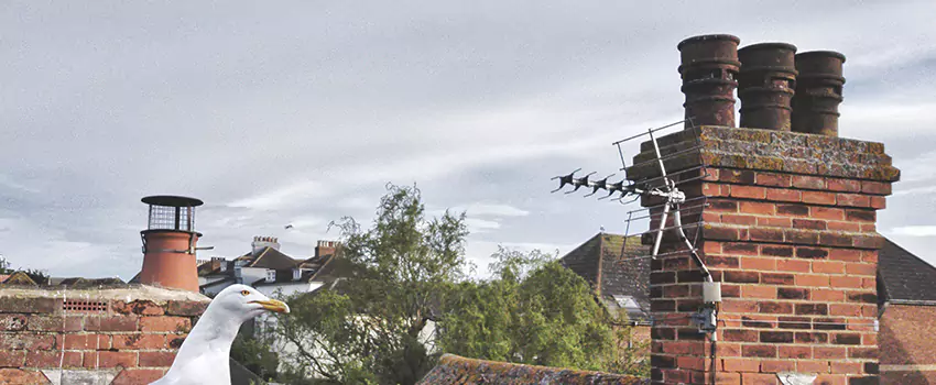 Chimney Cleaning And Restoration in Belton, Missouri